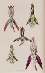 Illustratie van I. Catasetum callosum II. Catasetum cristatum (als syn. Catasetum cornutum) III. Catasetum barbatum IV. Catasetum laminatum V. Catasetum lanciferum door Miss Drake